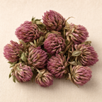 Red Clover Flower